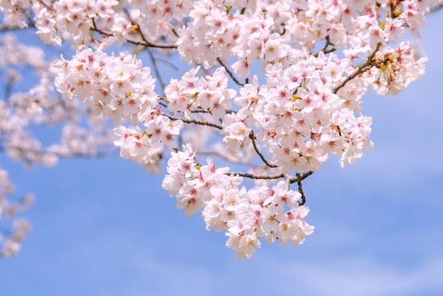 舌と味 ― 味覚を整える春の口腔ケア